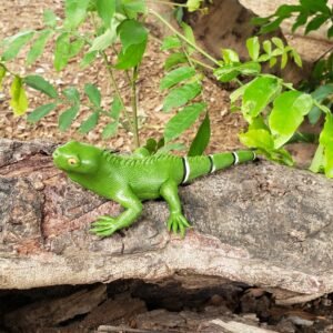 Lagarto - Macuxi