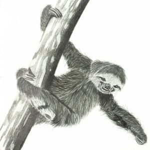 Desenho Wesley nº 07 - Bicho Preguiça - 42 x 30 cm