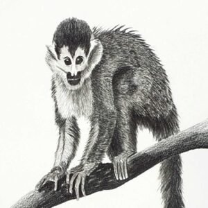 Desenho Wesley nº 06 - Macaco de Cheiro - 42 x 30 cm