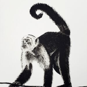 Desenho Wesley nº 04 - Macaco-Prego - 42 x 30 cm